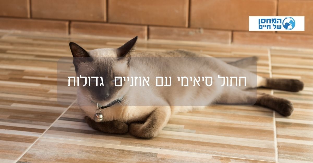 חתול סיאימי עם אוזניים  גדולות
